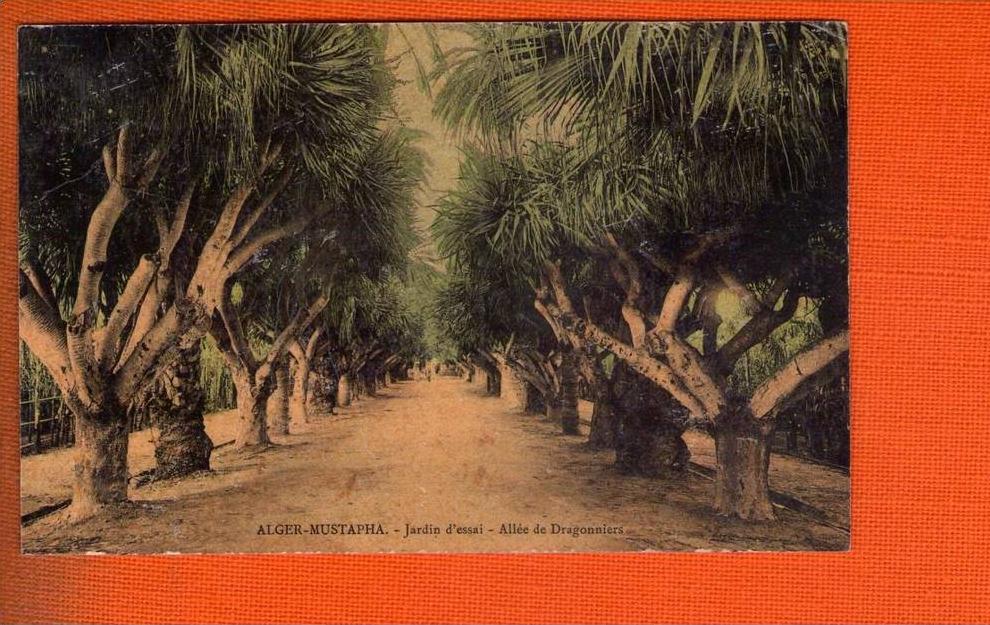 1 cpa - alger jardin d essai allee des dragonniers