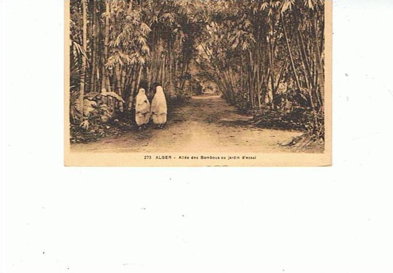 ALGER  ALLEE  DES  BAMBOU  AU   JARDIN  D 'ESSAI  TBE
