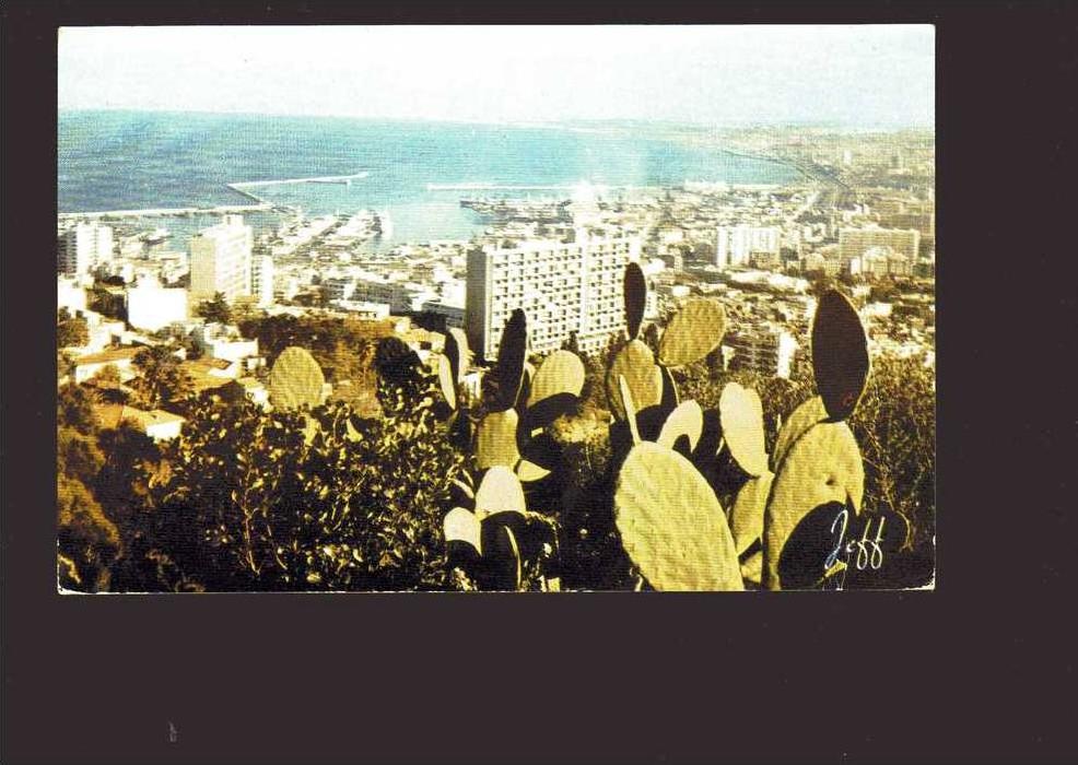 CP  ALGERIE  Alger  panorama