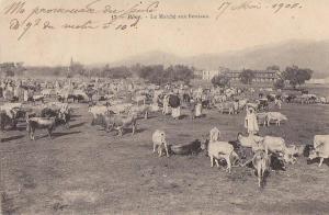 Algérie -  Bône - Marché Bestiaux