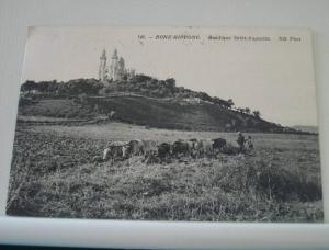 BONE HIPPONE - BASILIQUE SAINT AUGUSTIN - 1911 - ATTELAGE LABOUR 8 VACHES ANIMATION   (EDITOR ND. PARIS N° 145)