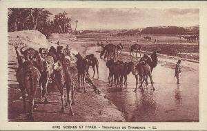 AFRIQUE DU NORD - ALGERIE -  BATNA - Scènes types - Troupeaux de chameaux