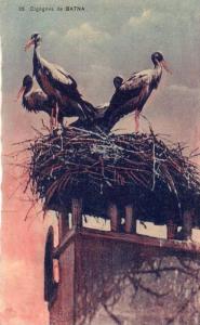 ALGERIE  - Cigognes de BATNA  (cigogne) ( EditionsJ.Bernard - Batna n°95) * PRIX FIXE