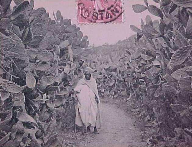 cpa  Algérie près ANNABA  BONE   animée , UNE ALLEE DE FIGUIERS de BARBARIE voir détails   ** Achat Direct **