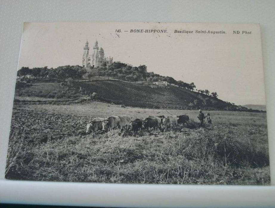 BONE HIPPONE - BASILIQUE SAINT AUGUSTIN - 1911 - ATTELAGE LABOUR 8 VACHES ANIMATION   (EDITOR ND. PARIS N° 145)