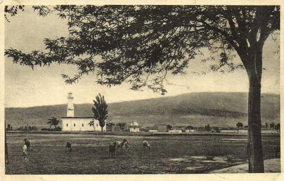 BATNA  La Mosquée  Moutons au paturage   Recto Verso