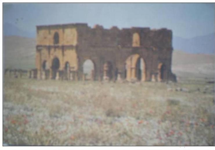 C. Postale  ALGERIE - BATNA - RUINE DE LAMBESE-TAZOULT