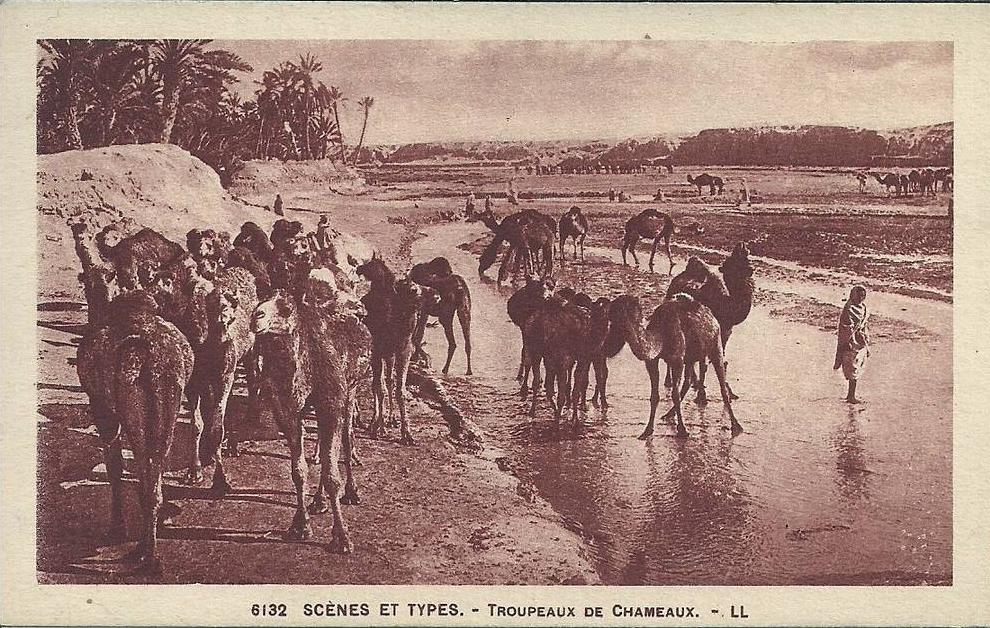 AFRIQUE DU NORD - ALGERIE -  BATNA - Scènes types - Troupeaux de chameaux