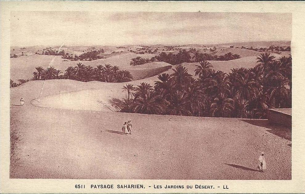 AFRIQUE DU NORD - ALGERIE - Paysage Saharien - Les jardins du Désert