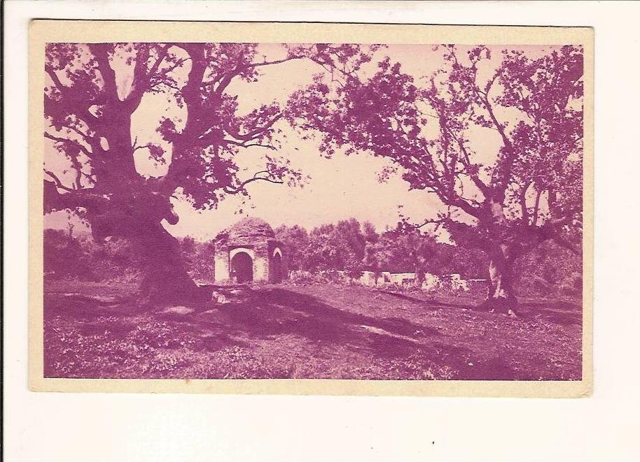 ALGERIE CENTENAIRE EN 1930  TLEMCEN bois des oliviers et tombeaux