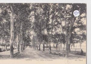 CPA - Algérie - Batna - Les allées d'Aumale