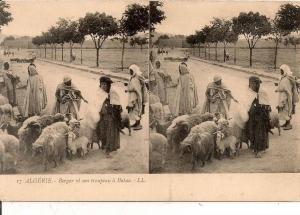 BATNA ,,,BERGER et son TROUPEAU,,,,CARTE DOUBLE ,,,BELLE  ANIMATION,,,,,