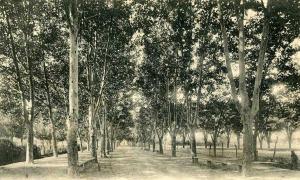 ALGERIE BATNA Les allées d'Aumale   3 CAD BATNA