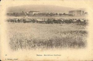 ALGERIE * BATNA - Marché aux bestiaux