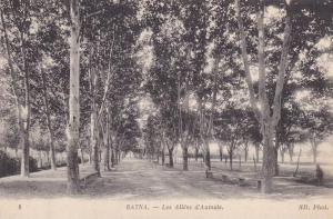 AFRIQUE,AFRIKA,AFRICA,MAG HREB,Algérie,Algéria,BATN A,allée d'AUMALE,arbre centenaire,rare