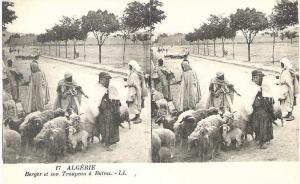 STEREOSCOPIE . ALGERIE . BERGER ET SON TROUPEAU à BATNA