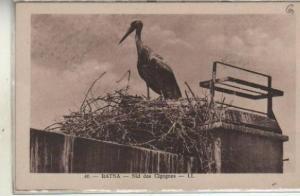 BATNA  NID DE CIGOGNES LL