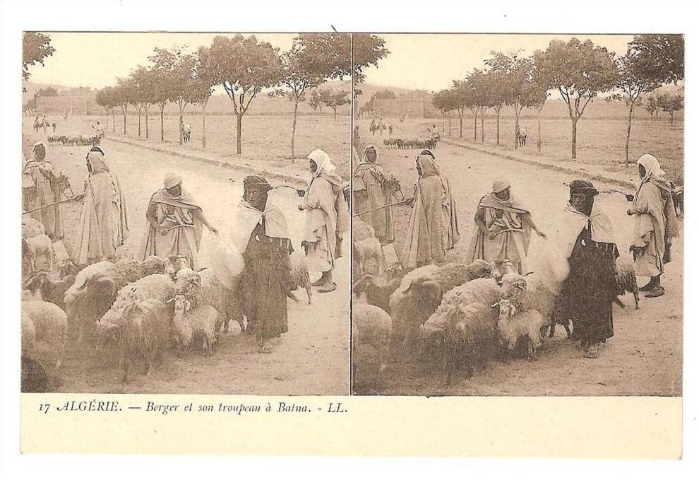 Batna - Berger et son troupeau - carte stéreoscopique