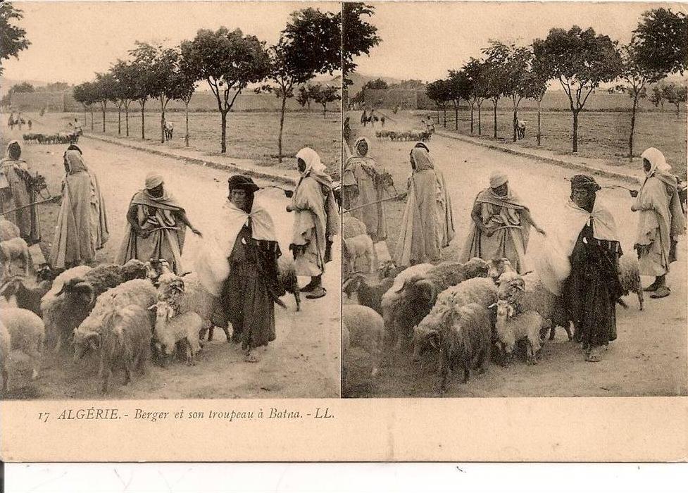 BATNA ,,,BERGER et son TROUPEAU,,,,CARTE DOUBLE ,,,BELLE  ANIMATION,,,,,