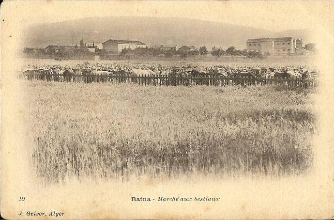 ALGERIE * BATNA - Marché aux bestiaux
