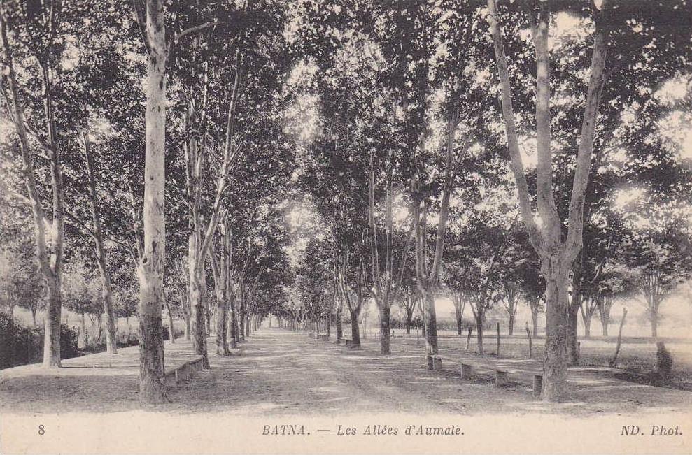 AFRIQUE,AFRIKA,AFRICA,MAG HREB,Algérie,Algéria,BATN A,allée d'AUMALE,arbre centenaire,rare