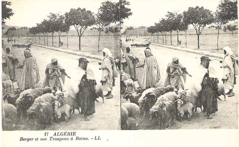 STEREOSCOPIE . ALGERIE . BERGER ET SON TROUPEAU à BATNA