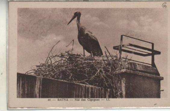 BATNA  NID DE CIGOGNES LL