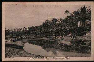 AK Algerien/Algeria/Algerie, Colomb Béchar, Troupeau de Moutons dans l'Oued