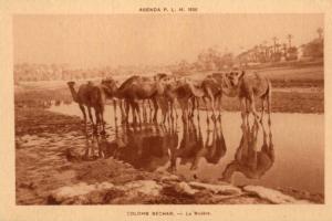 CPA - Colomb Béchar - La rivière