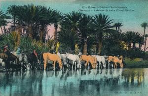 ALGERIE - COLOMB BECHAR - Chevaux à l'abreuvoir dans l'Oued Béchar