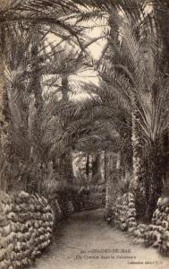 22728   Algeria, Colomb-Bechar,  Un  Chemin  dans  la  Palmeraie,  VG  1920