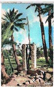 COLOMB  BECHAR  PUITS  DE  LA  PALMERAIE     CPSM  BE   1O276