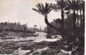 155   -  COLOMB-BECHAR   -  Oued  et  Oasis