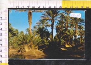 V93038 BECHAR L'OASIS PALME