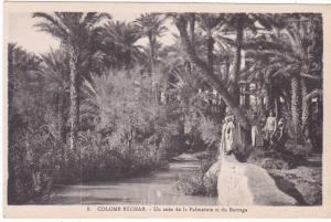 8.  COLOMB  BECHAR.  -   Un  coin  de  la  Palmeraie  et  du  Barrage