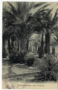 ALGERIE  COLOMB BECHAR  DANS LA PALMERAIE