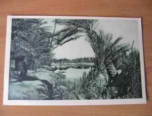 CPA-C --  COLOMB-BECHAR - ETUDE DE PALMIERS