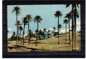 Algerie , COLOMB-BECHARD  les dunes  , Argence  éditions