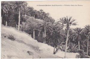 14 - Colomb-Béchar (Sud-Oranais) - Palmier dans les Dunes