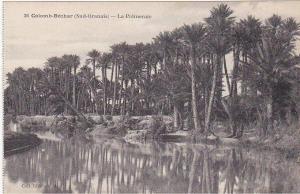 36 - Colomb-Béchar (Sud-Oranais) - La Palmeraie