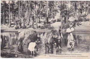 35 - Colomb-Béchar (Sud-Oranais) - Moissonneurs traversant la rivière à la Palmeraie (Belle animation)