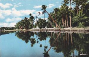 AFRIQUE,AFRIKA,AFRICA,MAG HREB,Algérie,Algéria,BECH AR,PALMERAIE,arbre qui va tomber,rare