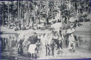 C. Postale  ALGERIE - AGRICULTURE - MOISSONNEURS TRAVERSANT LA RIVIERE (COLOMB-BECHAR)