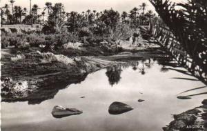 cpsm Colomb Bechar ( Algerie ) coin de la Palmeraie