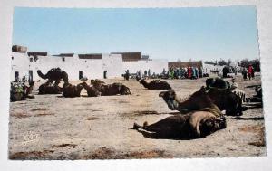 belle CPSM format CPA Afrique Algérie Colomb Béchar - Place des Chameaux