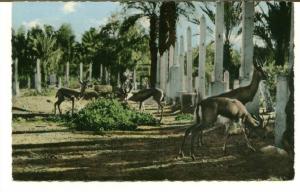 CPSM BECHAR jardin public GAZELLES