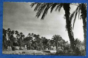 COLOMB-BECHAR  LA PALMERAIE