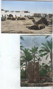 2 CPSM COLOMB BECHAR  UN PUITS ET PLACE DES CHAMEAUX