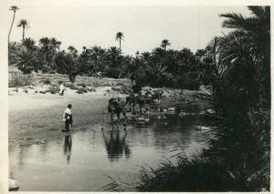 Algérie - Photographie - Colomb Béchard -  Rivière Oasis