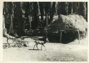 Algérie - Photographie - Colomb Béchard -  Village gazelles